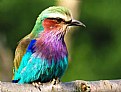 Picture Title - Bee Eater