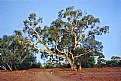 Picture Title - Dry River Bed Tree