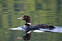 Picture Title - Loon