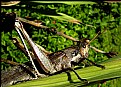 Picture Title - Grasshopper Macro