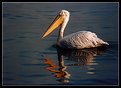 Picture Title - a pelican