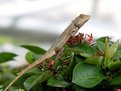 Picture Title - Common Lizard