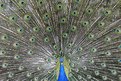 Picture Title - Peacock