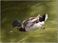 Picture Title - A Duck