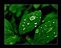 Picture Title - Just After Rain