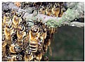 Picture Title - Bees