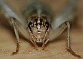 Picture Title - Face of a grasshopper