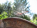 Picture Title - dragon-fly