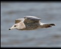 Picture Title - Young Gull
