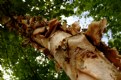 Picture Title - Peeling Birch, Low Angle