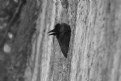 Picture Title - Crow in wall 2