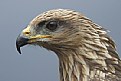 Picture Title - Red Kite