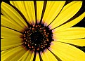 Picture Title - Yellow African Daisy