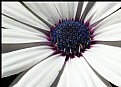 Picture Title - White African Daisy Macro