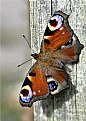 Picture Title - Peacock Butterfly