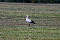 Picture Title - Stork