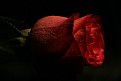Picture Title - A Rose is still A Rose