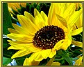 Picture Title - Sunflower