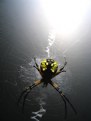 Picture Title - Orb Weaver