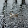 Picture Title - duck in peace