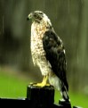 Picture Title - HAWK