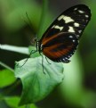 Picture Title - Butterfly On Leaf