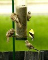 Picture Title - FINCH FEEDER