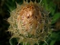 Picture Title - Basket Flower