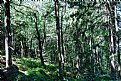 Picture Title - Forest 2
