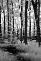 Picture Title - Midsummer Forest