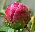 Picture Title - Peony Bud
