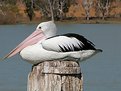 Picture Title - Pelican on Murray