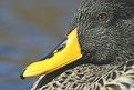 Picture Title - Close up, Yellow Bill