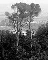 Picture Title - 2 Pines