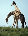 Picture Title - Giraffe dance