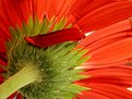 Picture Title - Gerbera