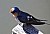 Pretty Swallow