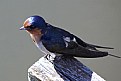 Picture Title - Pretty Swallow