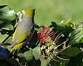 Picture Title - NZ Waxeye