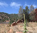 Picture Title - Garden of the gods