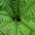 deep green