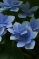 Picture Title - hydrangea-2