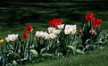 Picture Title - My Neighbour's Tulips