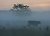 Bovines In The Mist.1