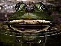 Picture Title - Stare Down with a Frog