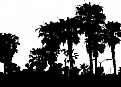 Picture Title - Palm Trees