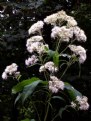 Picture Title - JOE PYE WEED