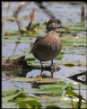 Picture Title - Wood Duck (juvenile male)