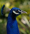 Picture Title - Peacock Crown