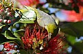 Picture Title - NZ Waxeye 2
